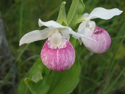 Ladyslipper_pink